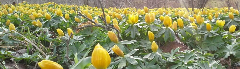 Visnums & Visnums-Kils Hembygdsförening