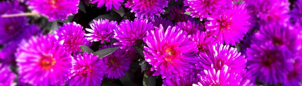 Visnums & Visnums-Kils Hembygdsförening